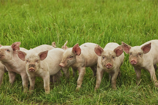 企業年度經營計劃管理分析:養殖戶養一頭豬虧36元 企業年度經營計劃管理分析:養殖戶養一頭豬虧36元